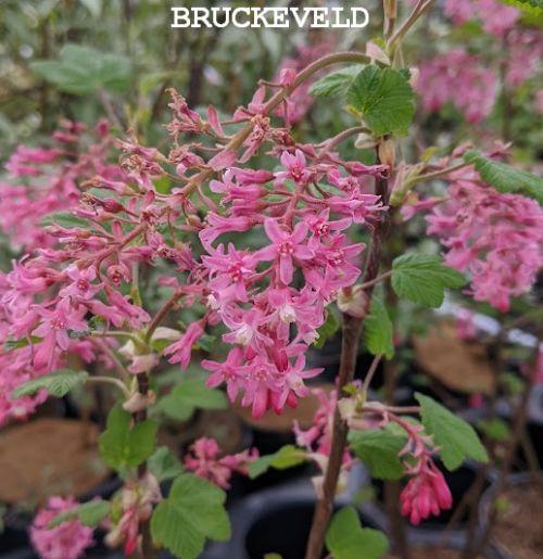 Ribes sanquineum 'King Edward'