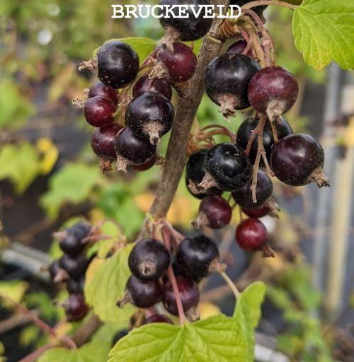 Ribes nigrum 'Titiana'    ZWARTE  TROSBES/CASSIS