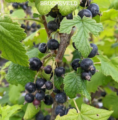 Ribes nigrum 'Titiana'    ZWARTE  TROSBES/CASSIS