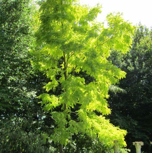 Robinia pseudoacacia 'Frisia