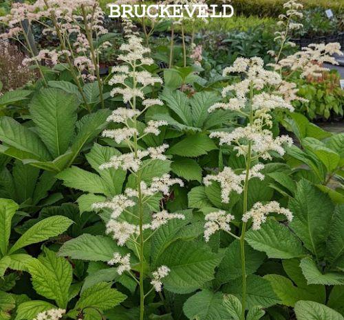 Rodgersia aesculifolia