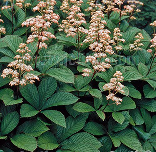 Rodgersia pinnata