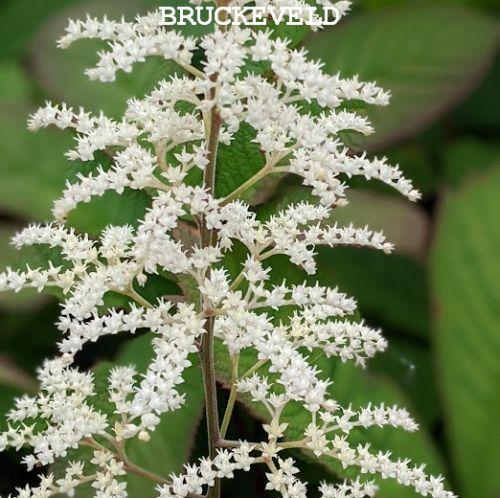 Rodgersia sambucifolia