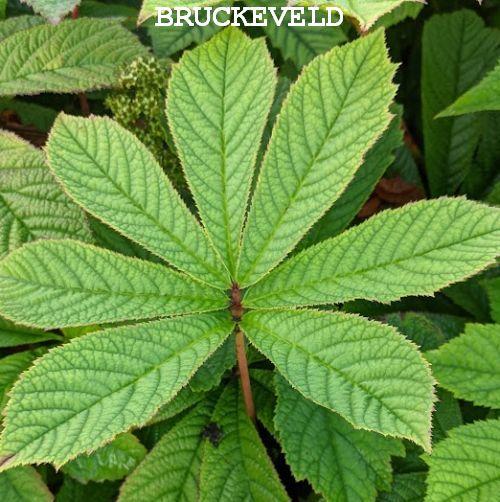 Rodgersia sambucifolia