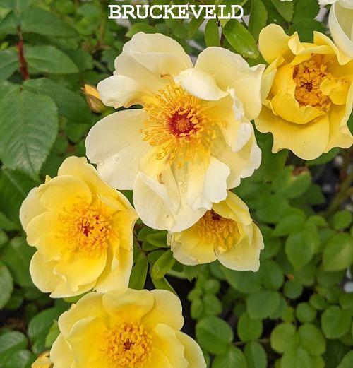 Rosa (H)  'Aïcha' (pimpinellifolia)