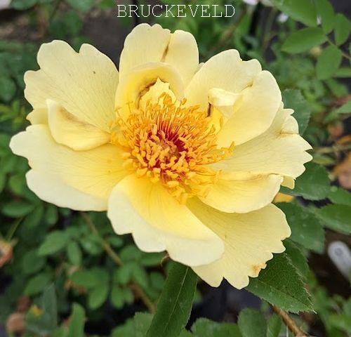 Rosa (H)  'Aïcha' (pimpinellifolia)