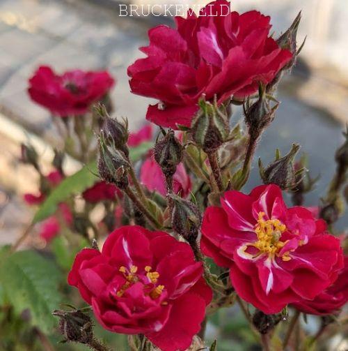 Rosa (stamroos)  'Alberich'