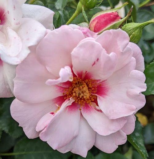 Rosa (Per) 'Angel Eyes'