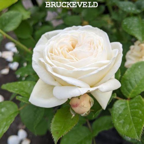 Rosa (Rom)  'Artemis'®