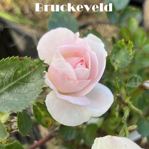 Rosa (trosroos)  'Aspirin Rose' ®