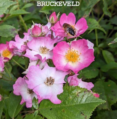 Rosa (H)  'Ballerina'