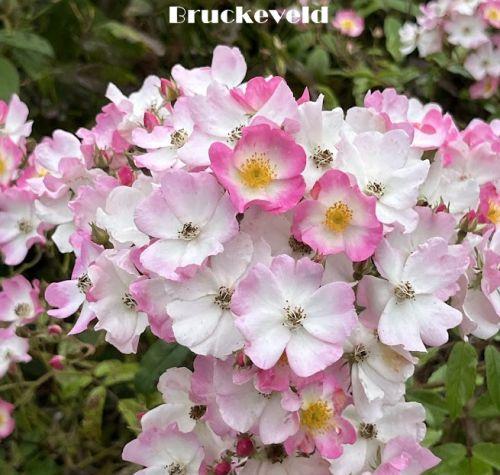 Rosa (stamroos-treur) 'Moschata Ballerina'