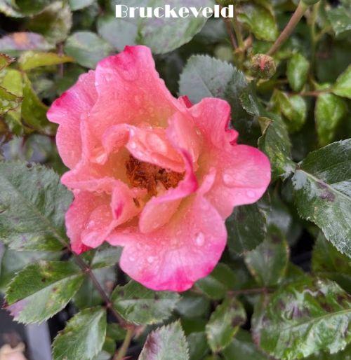 Rosa (stamroos)  'Bee Proud'