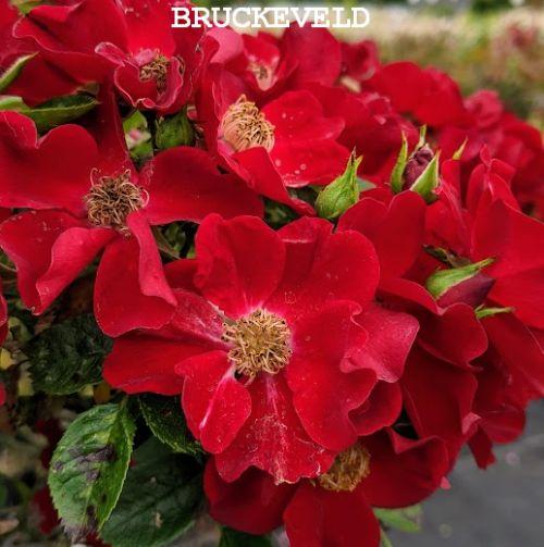 Rosa (stamroos)  'Bijenweelde Rood' ®