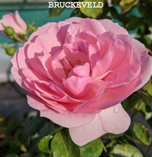 Rosa (trosroos)  'Bonica 82'®