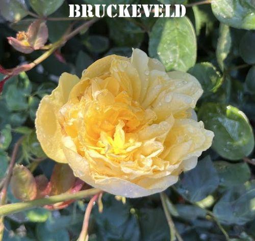 Rosa (Rom)  'Bring Me Sunshine'®