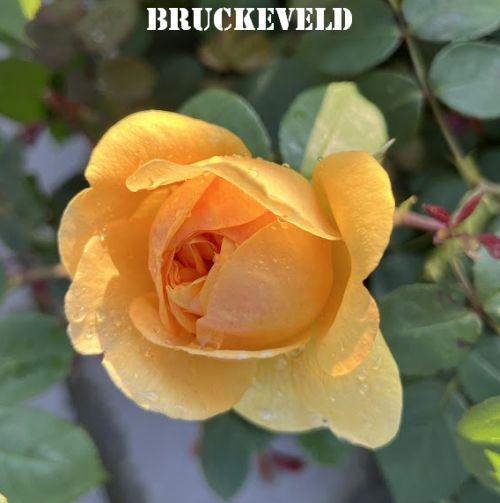 Rosa (Rom)  'Bring Me Sunshine'®