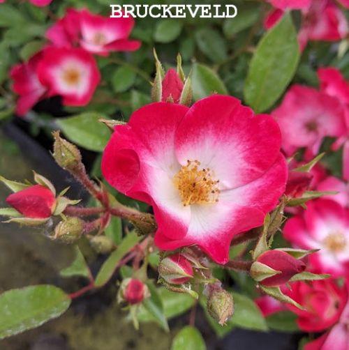 Rosa (H)  'Bukavu'®