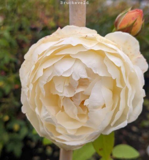 Rosa (klimroos)  'Claire Austin'®