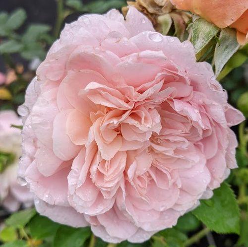 Rosa (Rom)  'Colette'®