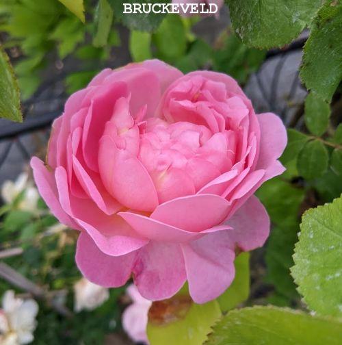 Rosa (klimroos)  'Constance Spry'