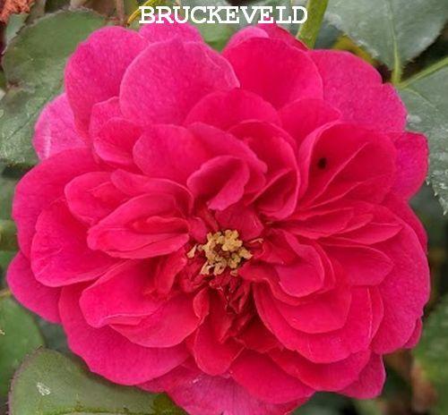 Rosa (Rom)  'Darcey Bussel'®