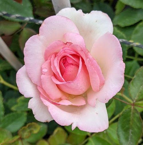 Rosa (klimroos)  'Eden Rose'®