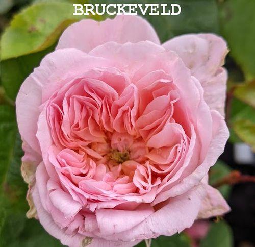 Rosa (Rom)  'Elisabeth'®