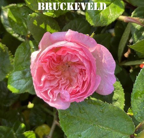 Rosa (Rom)  'Elisabeth'®