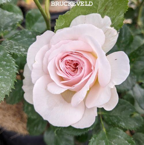 Rosa (Rom)  'Elisabeth'®