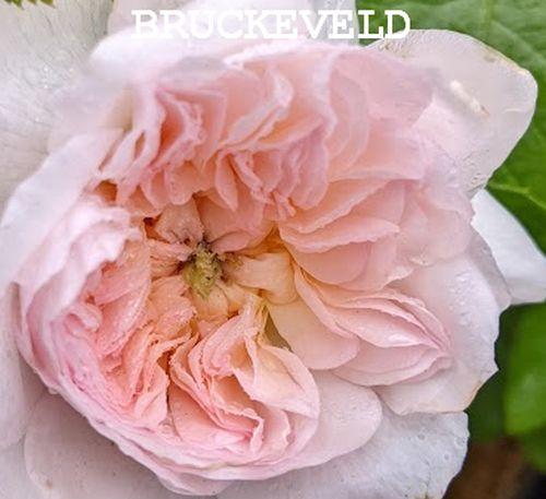 Rosa (Rom)  'Elisabeth'®