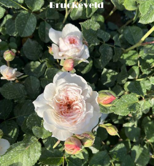 Rosa (Rom)  'Emily Brontë'®