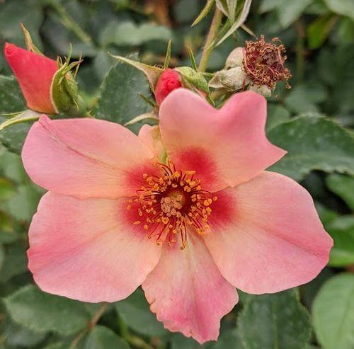 Rosa (Per) 'For Your Eyes Only'