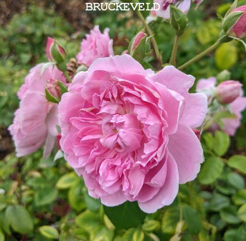 Rosa (Rom)  'Gertrude Jekyll'®