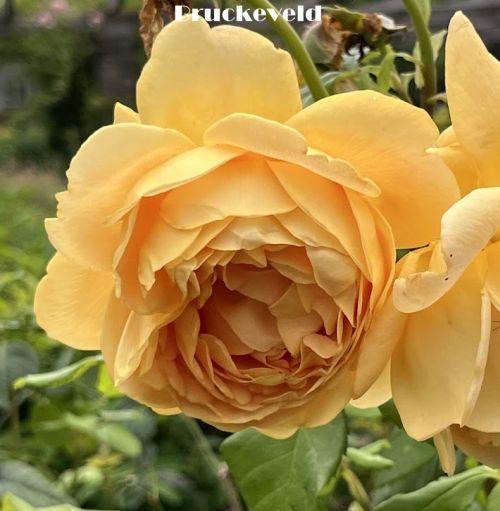 Rosa (Rom)  'Golden Celebration'