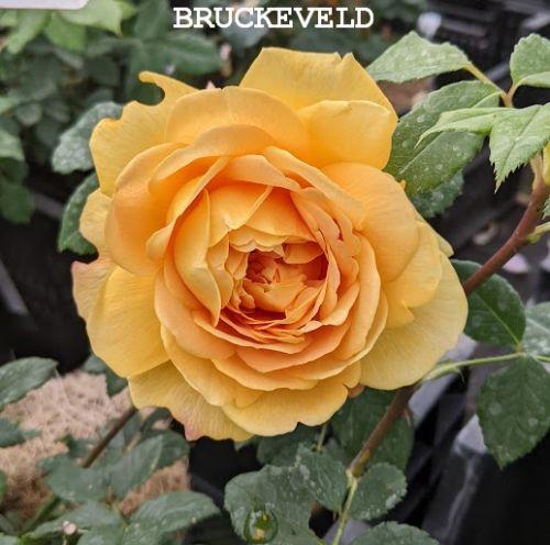 Rosa (Rom)  'Golden Celebration'
