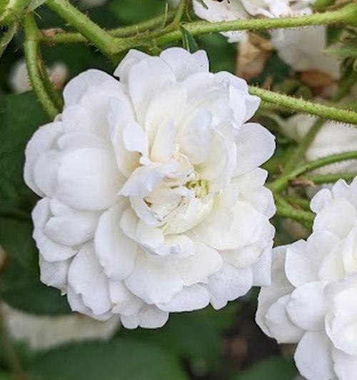 Rosa (klimroos)  'Guirlande d'Amour' ®