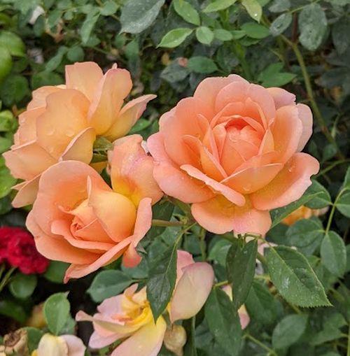 Rosa (Rom)  'Lady of Shalott'®