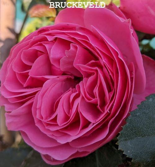 Rosa (Rom)  'Leonardo Da Vinci'®