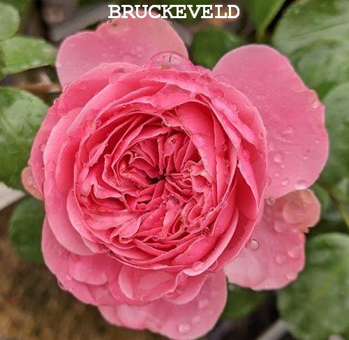 Rosa (Rom)  'Leonardo Da Vinci'®