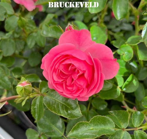 Rosa (Rom)  'Leonardo Da Vinci'®