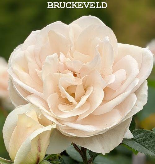 Rosa (Rom)  'Lions-Rose' (Champagne Moment)'®