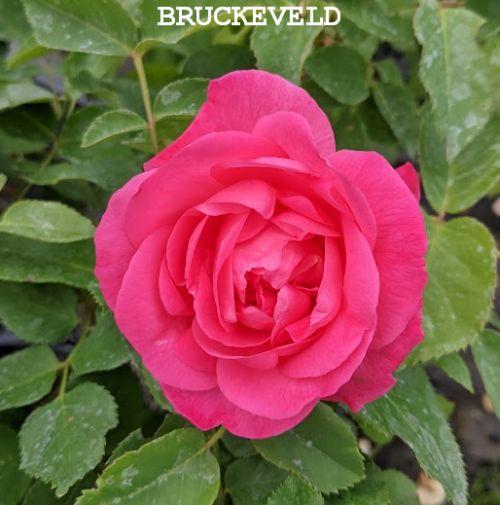 Rosa (trosroos)  'Melrose'