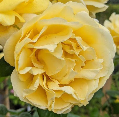 Rosa (Rom)  'Michelangelo'®