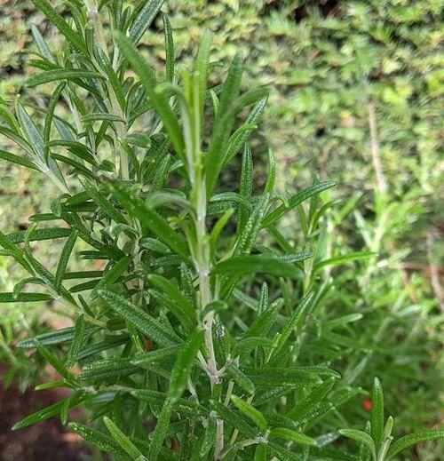 Rosmarinus officinalis