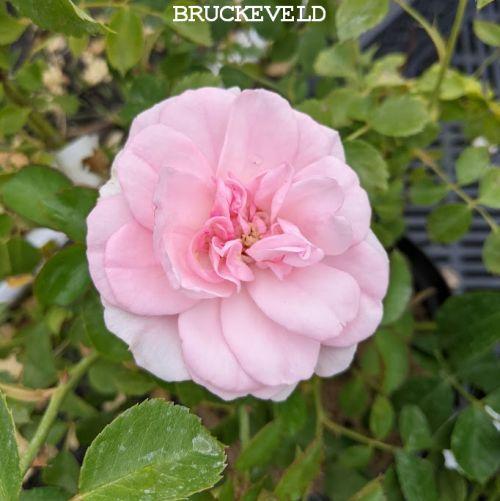 Rosa (trosroos)  'Pearl Mirato'®