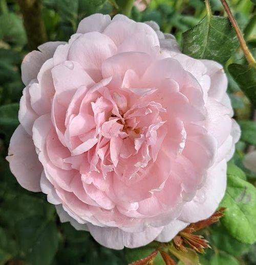 Rosa (Rom)  'Queen of Sweden'®