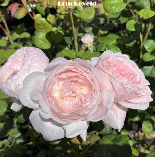 Rosa (Rom)  'Queen of Sweden'®