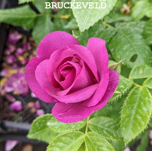 Rosa (H)  'Rhapsody in Blue'