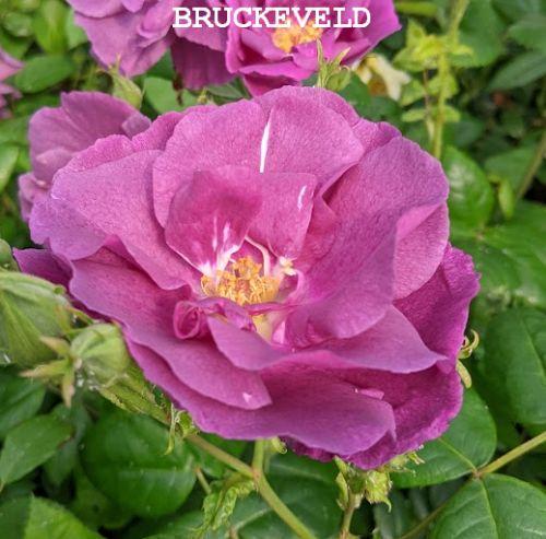 Rosa (H)  'Rhapsody in Blue'